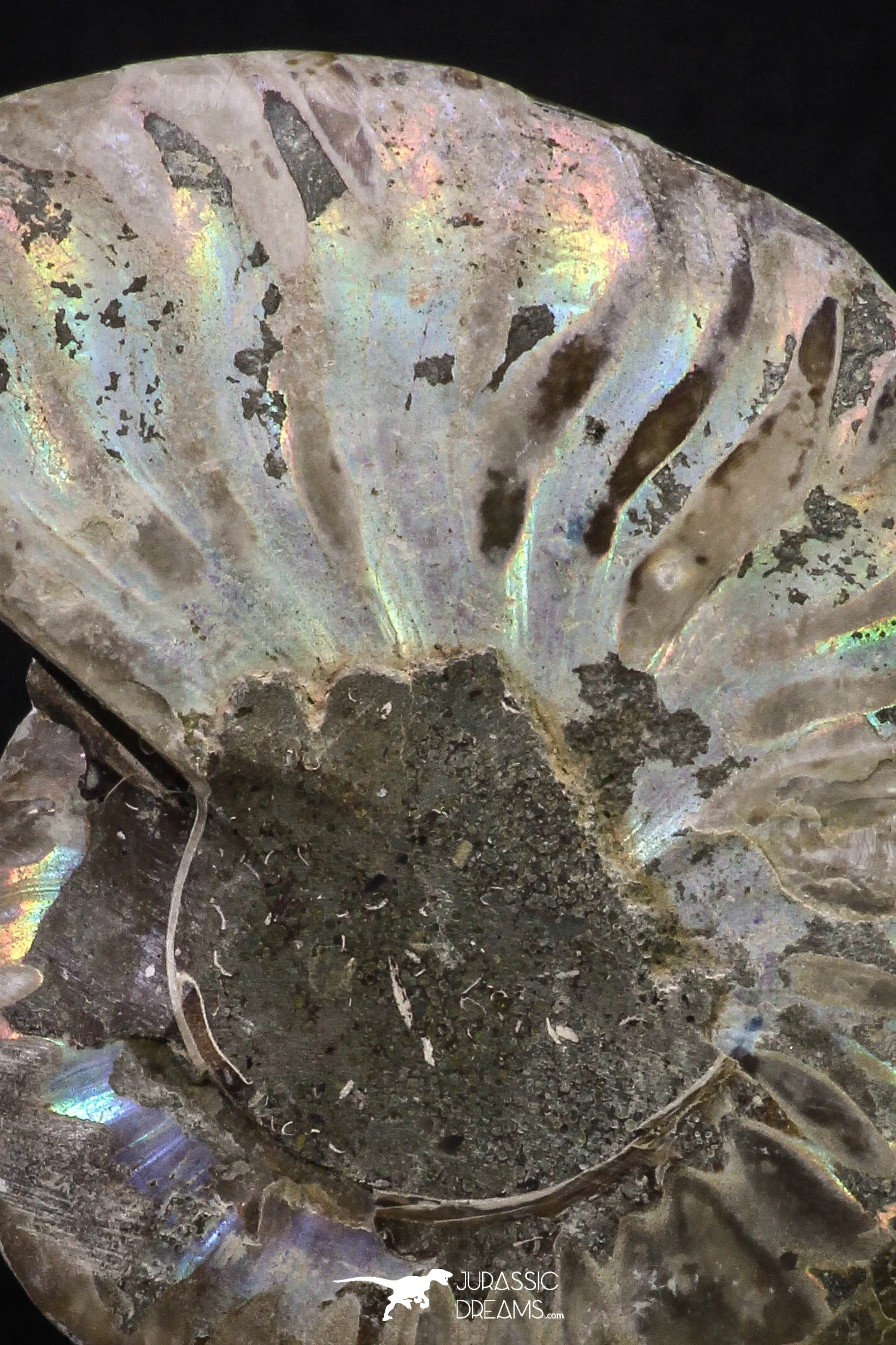 20313 - Cut & Polished 2.53 Inch Cleoniceras sp Lower Cretaceous Ammonite Madagascar - Agatized