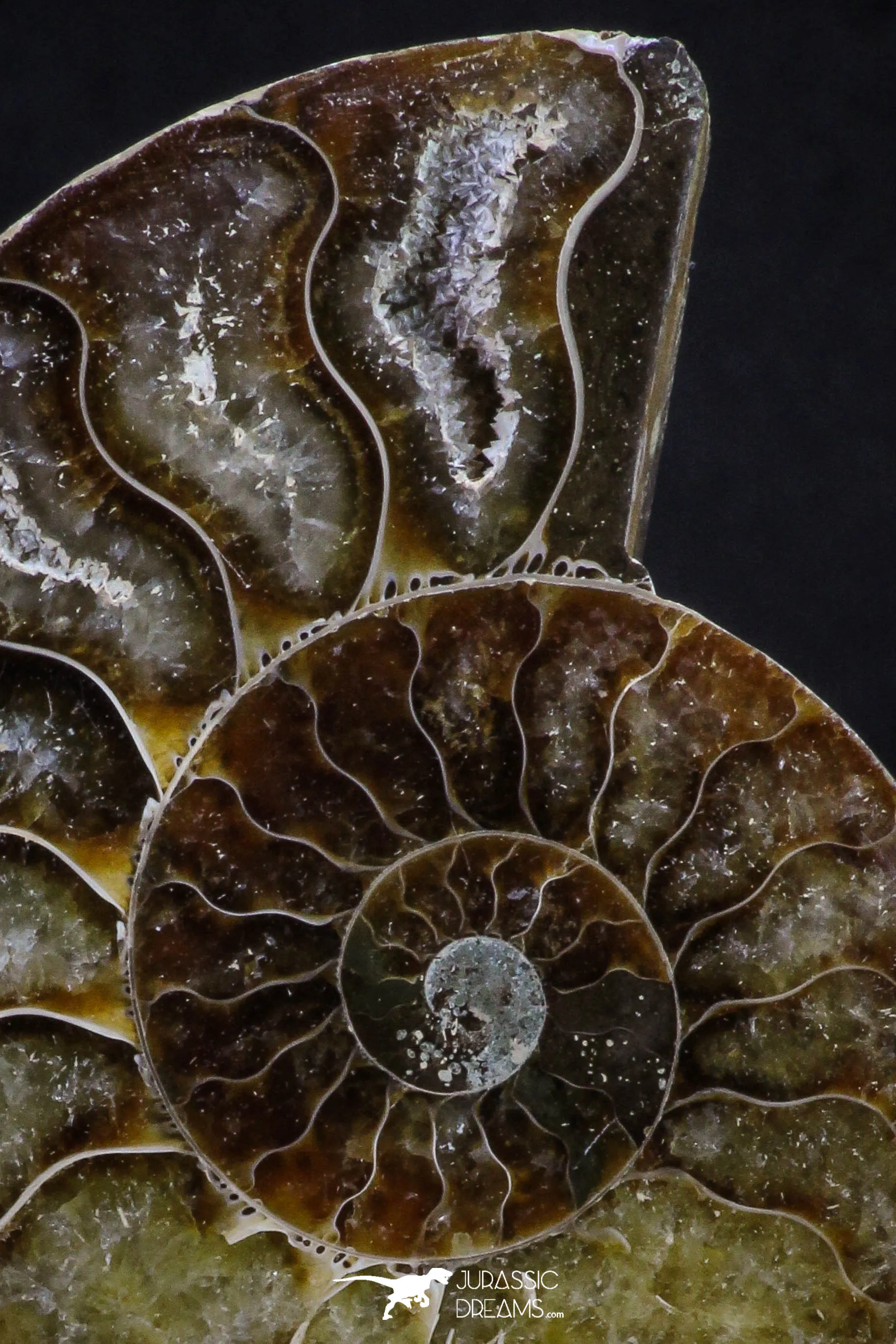 20313 - Cut & Polished 2.53 Inch Cleoniceras sp Lower Cretaceous Ammonite Madagascar - Agatized