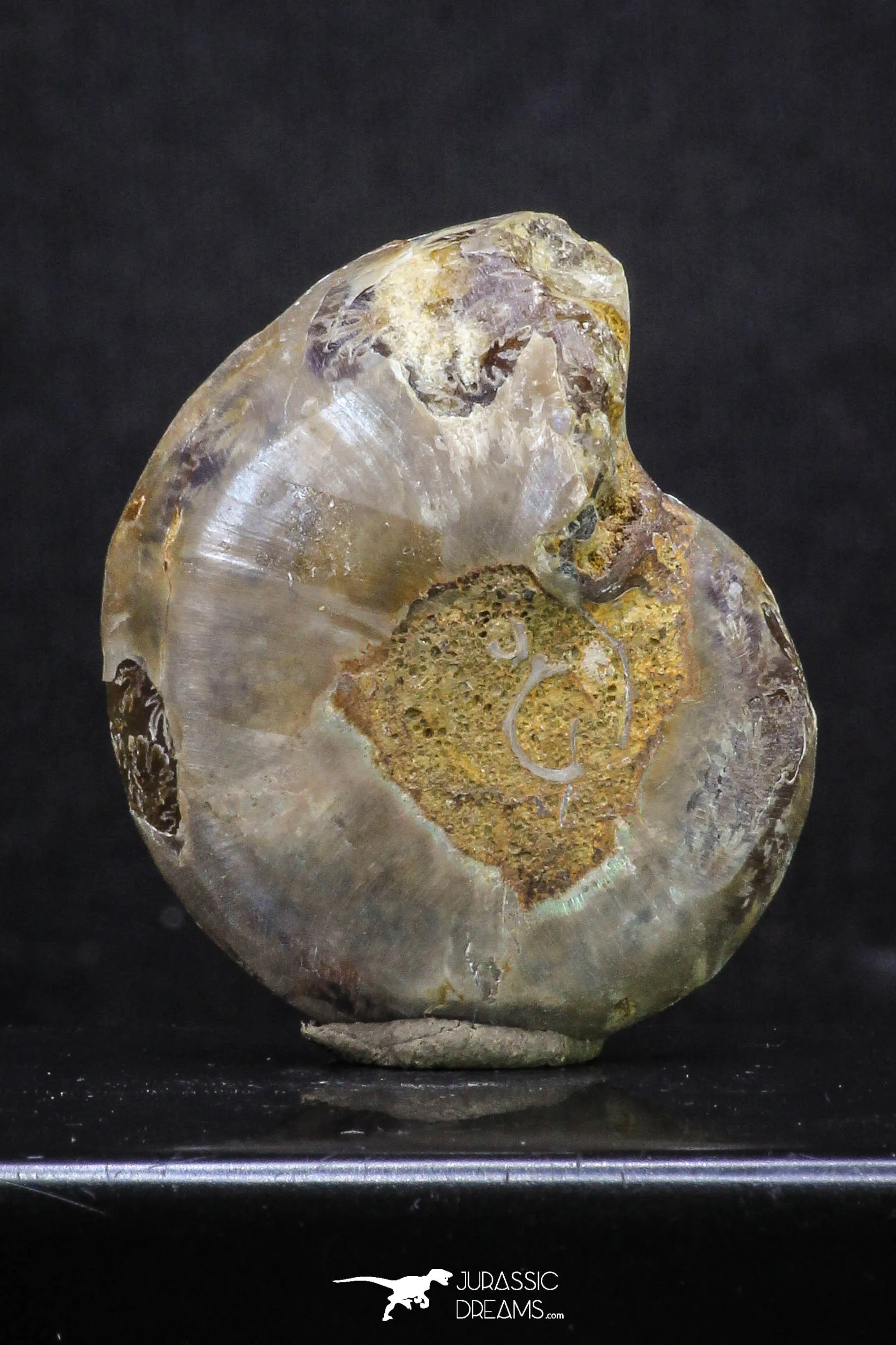 20316 - Cut & Polished 1.48 Inch Cleoniceras sp Lower Cretaceous Ammonite Madagascar - Agatized