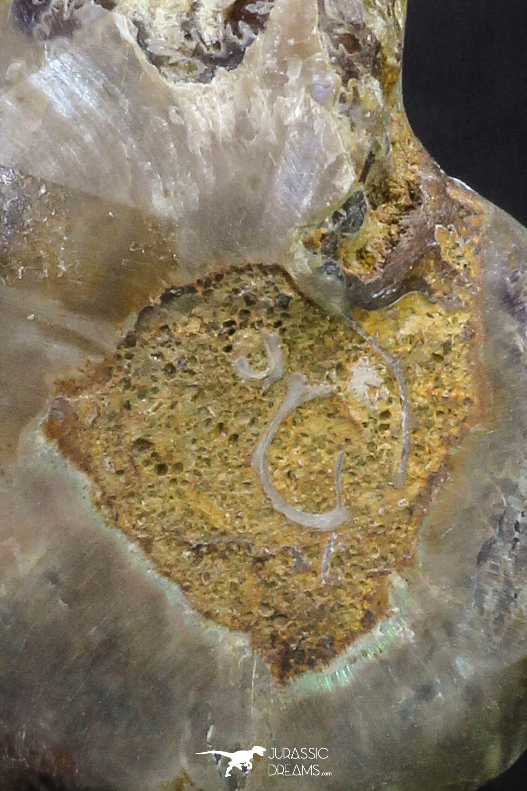 20316 - Cut & Polished 1.48 Inch Cleoniceras sp Lower Cretaceous Ammonite Madagascar - Agatized