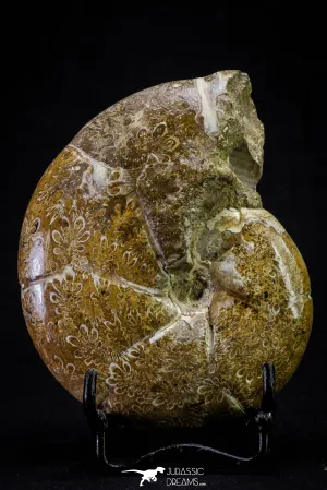 20869 - Nice Agatized & Polished 3.74 Inch Cleoniceras sp Lower Cretaceous Ammonite Madagascar