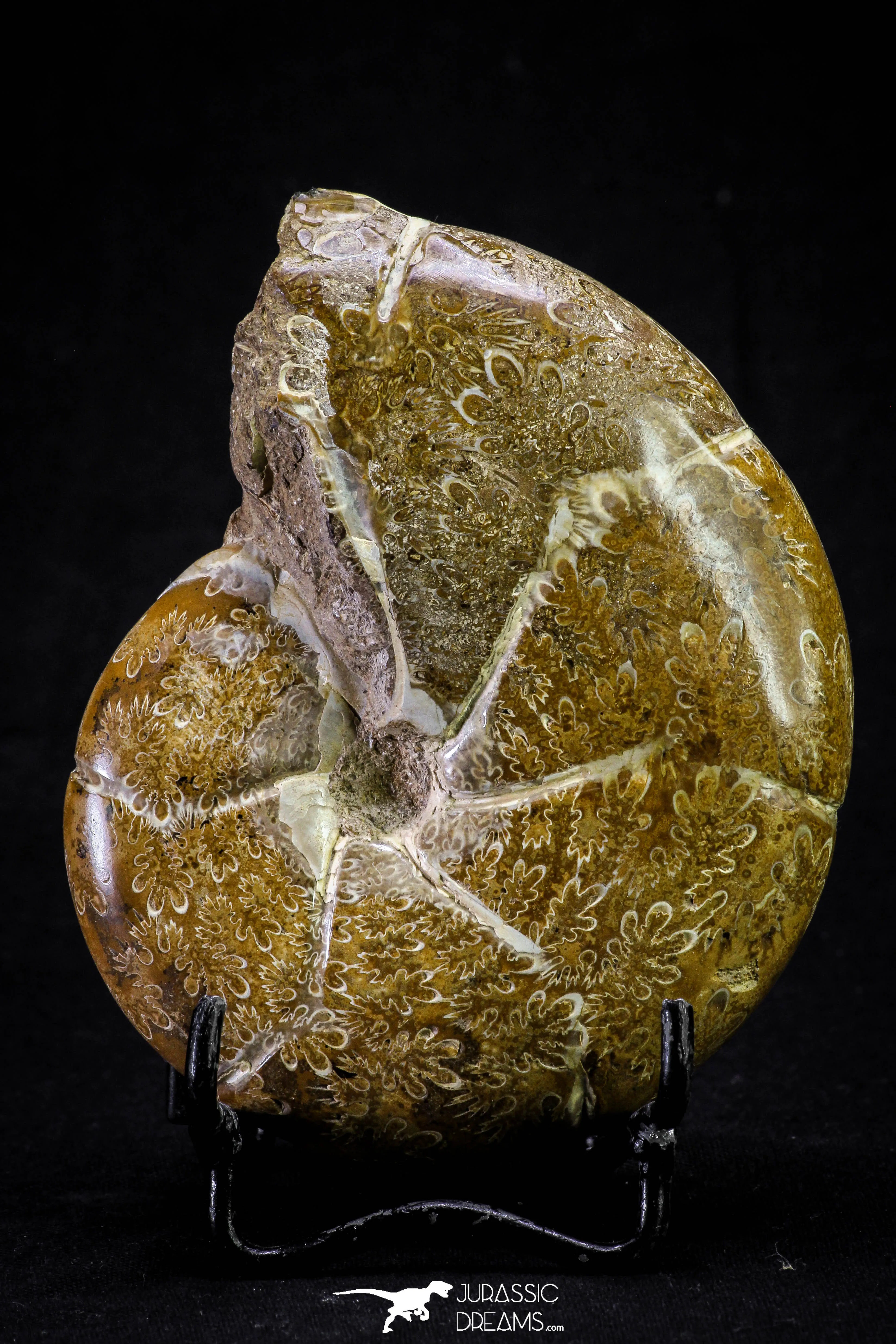 20869 - Nice Agatized & Polished 3.74 Inch Cleoniceras sp Lower Cretaceous Ammonite Madagascar