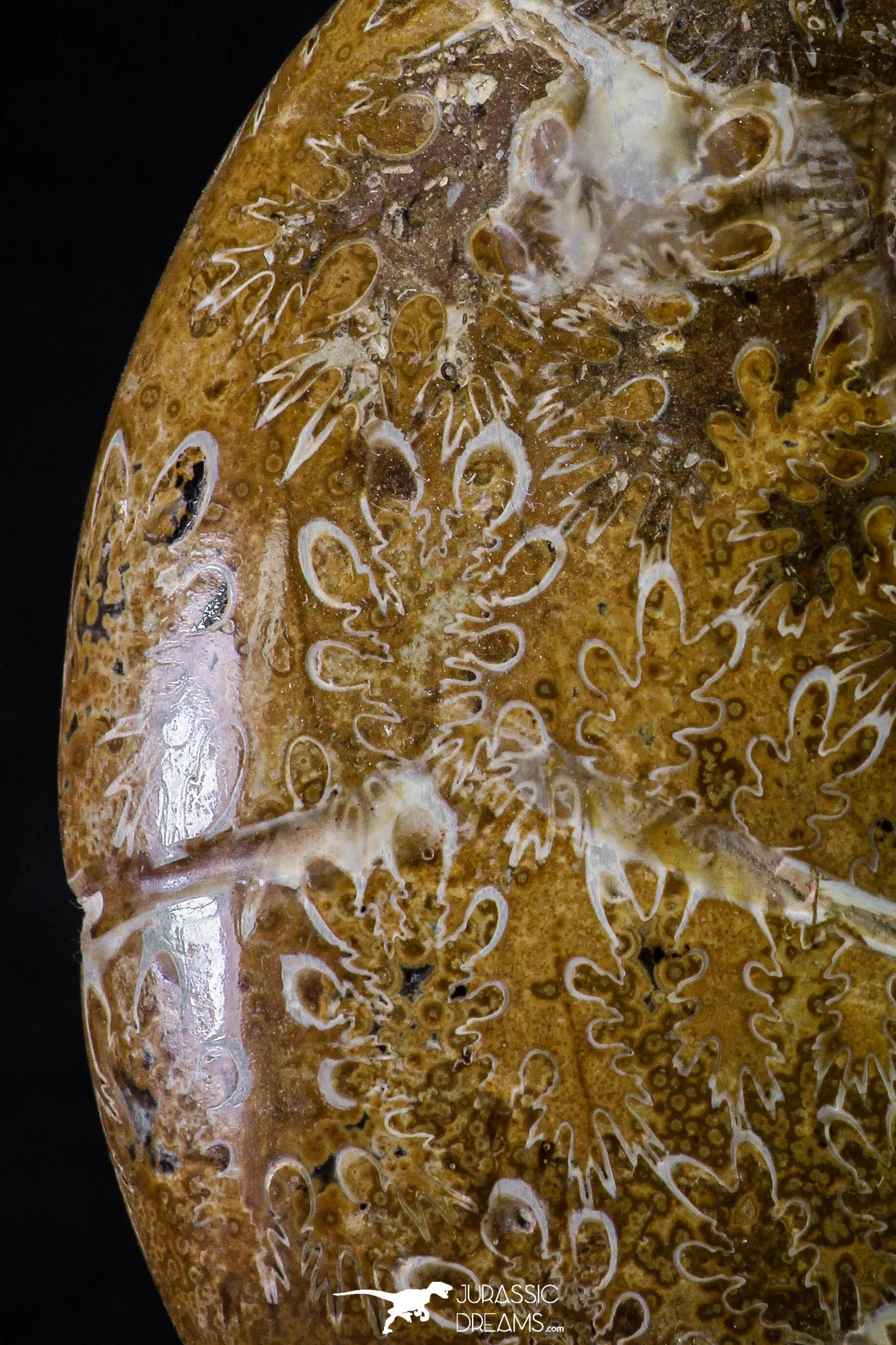 20869 - Nice Agatized & Polished 3.74 Inch Cleoniceras sp Lower Cretaceous Ammonite Madagascar