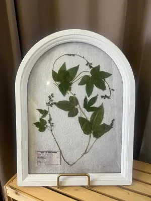 Arched Framed Bontanical 14" x 18"