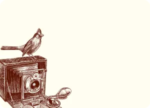 Cardinal Rule Notes