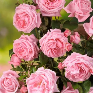 Coral Dawn Rose - 2 Gallon Potted Shrub