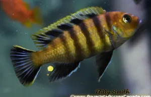 CYNOTILAPIA AFRA *LIONS COVE*