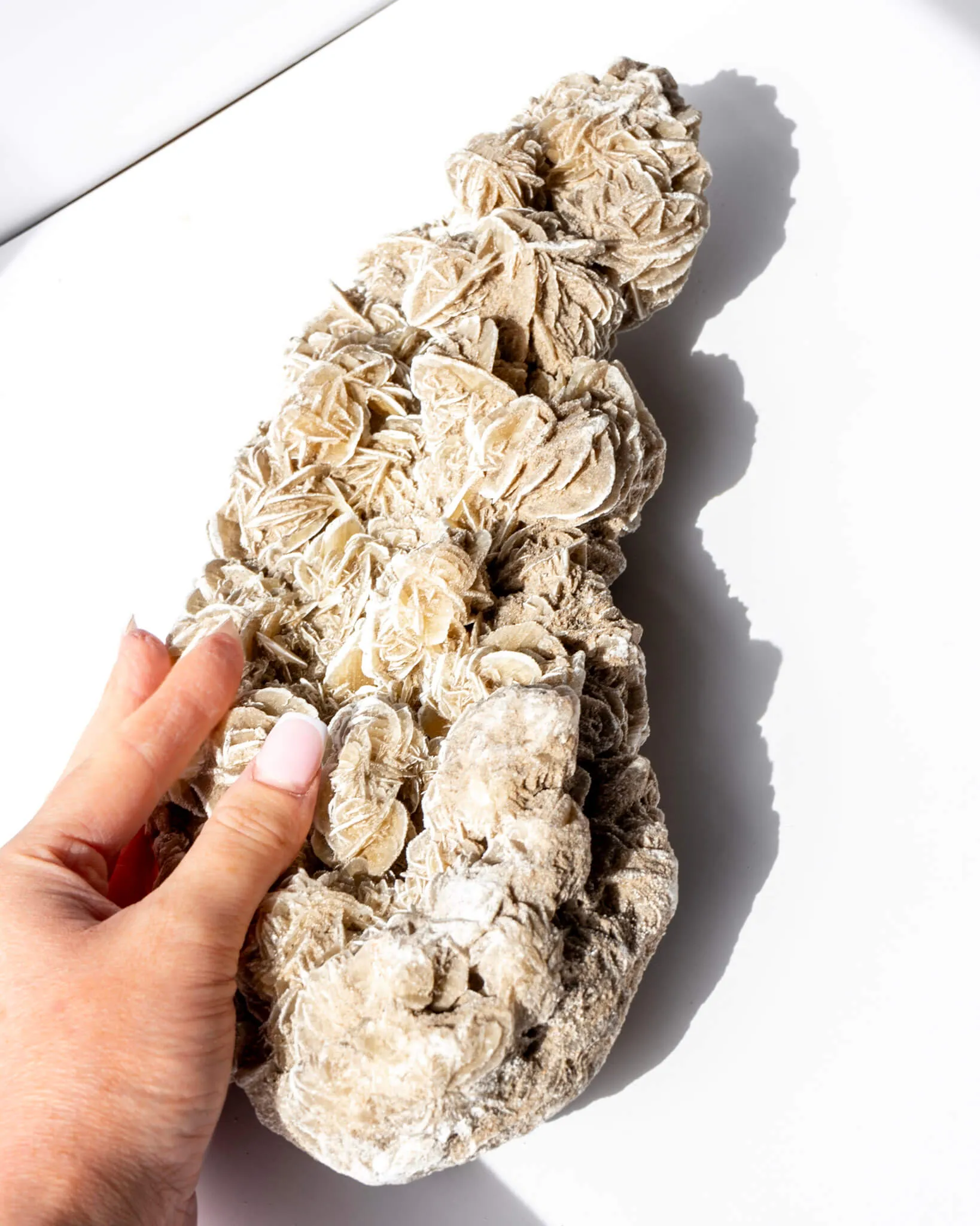 Desert Rose Cluster - 149