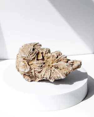 Desert Rose Cluster - 42