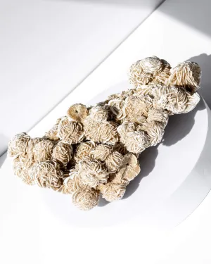 Desert Rose Cluster - 60