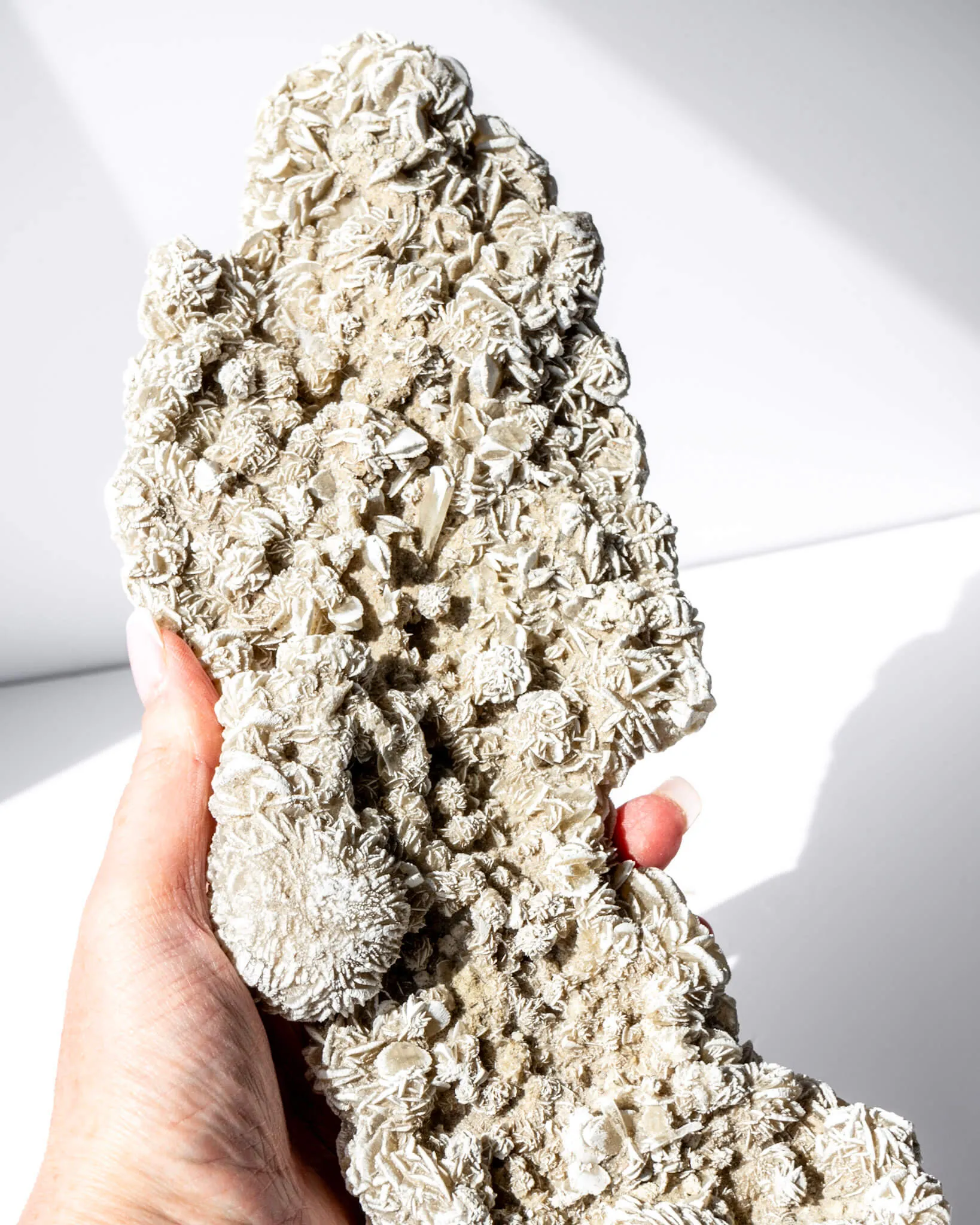Desert Rose Cluster - 86