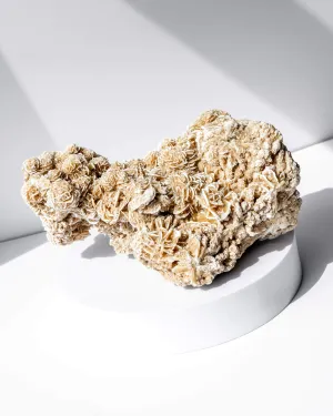Desert Rose Cluster - 97