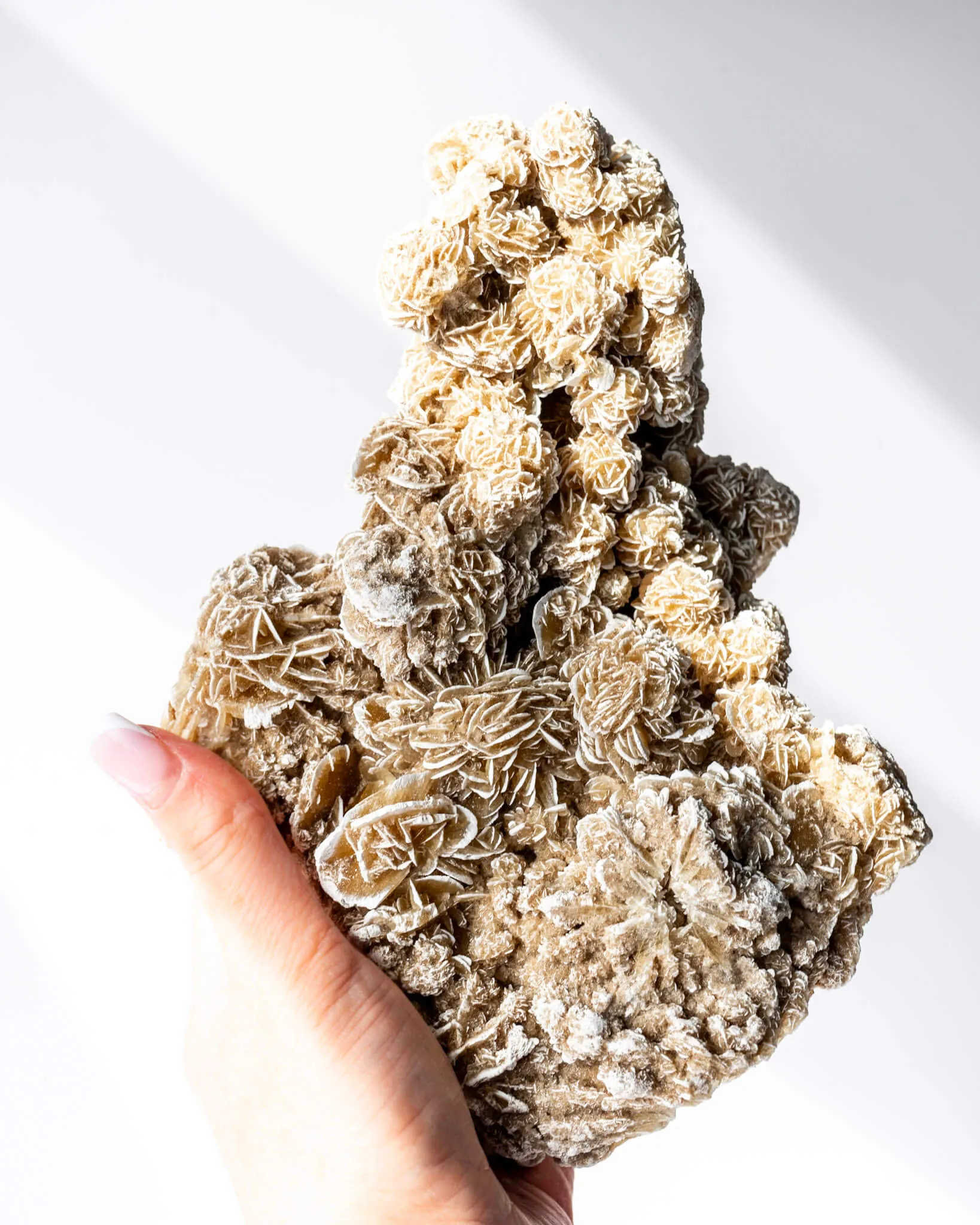 Desert Rose Cluster - 97