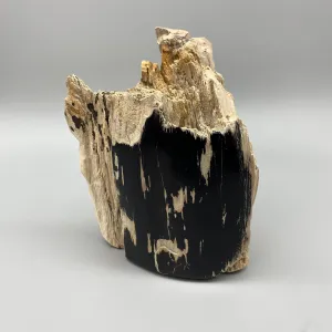 LARGE TWO FACED PETRIFIED BRANCH