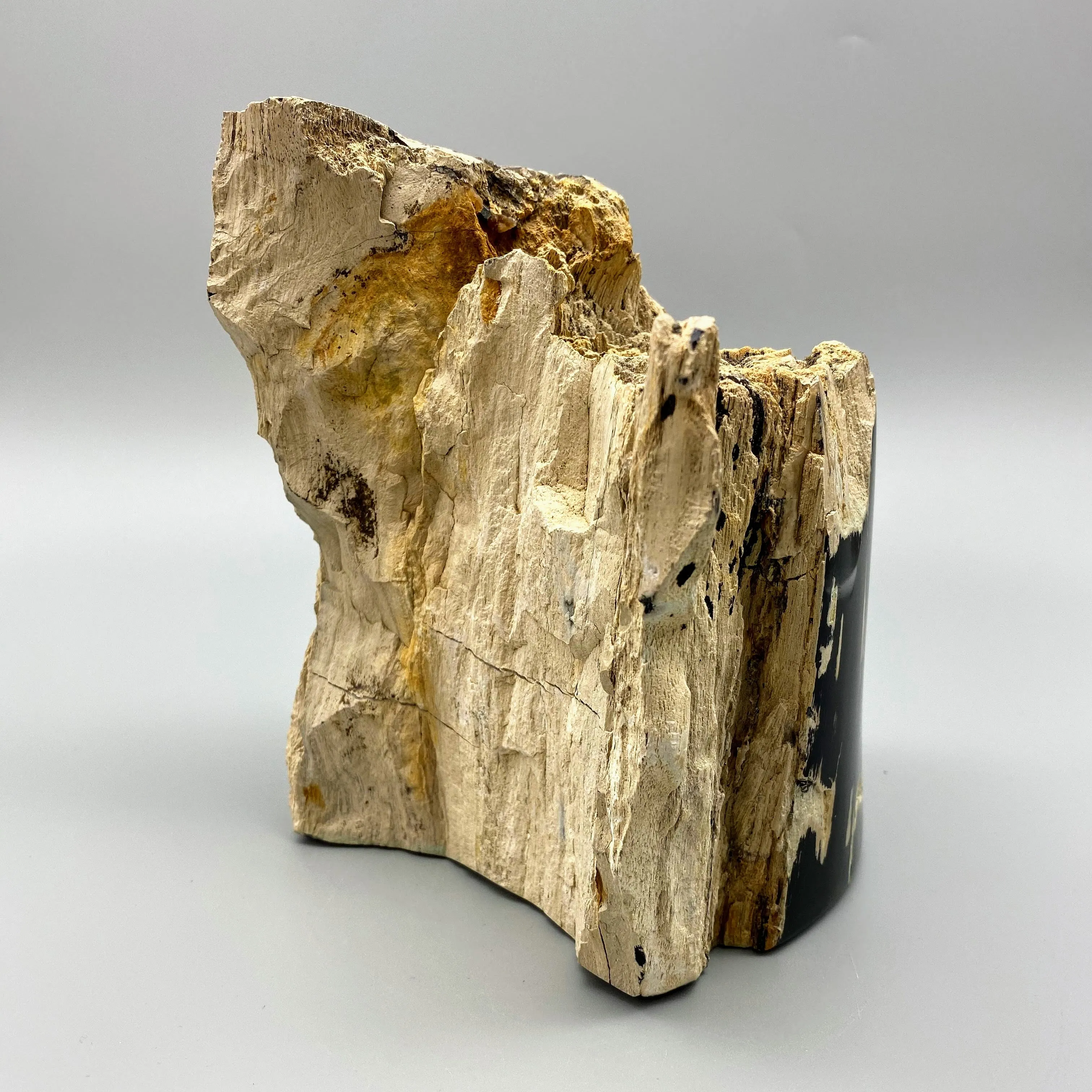 LARGE TWO FACED PETRIFIED BRANCH