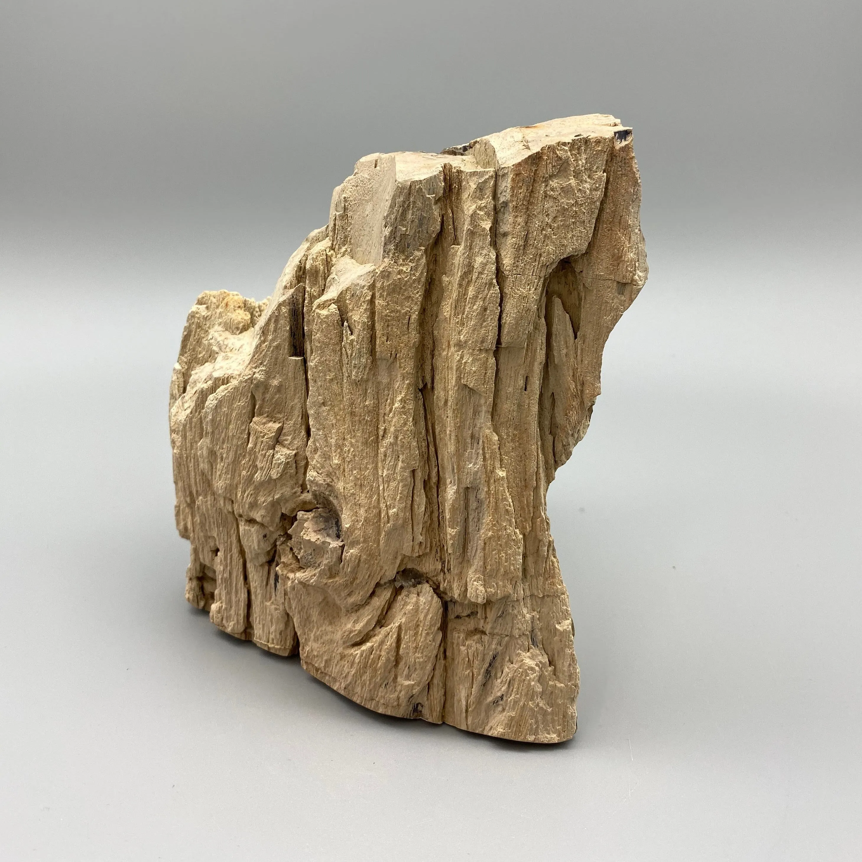 LARGE TWO FACED PETRIFIED BRANCH