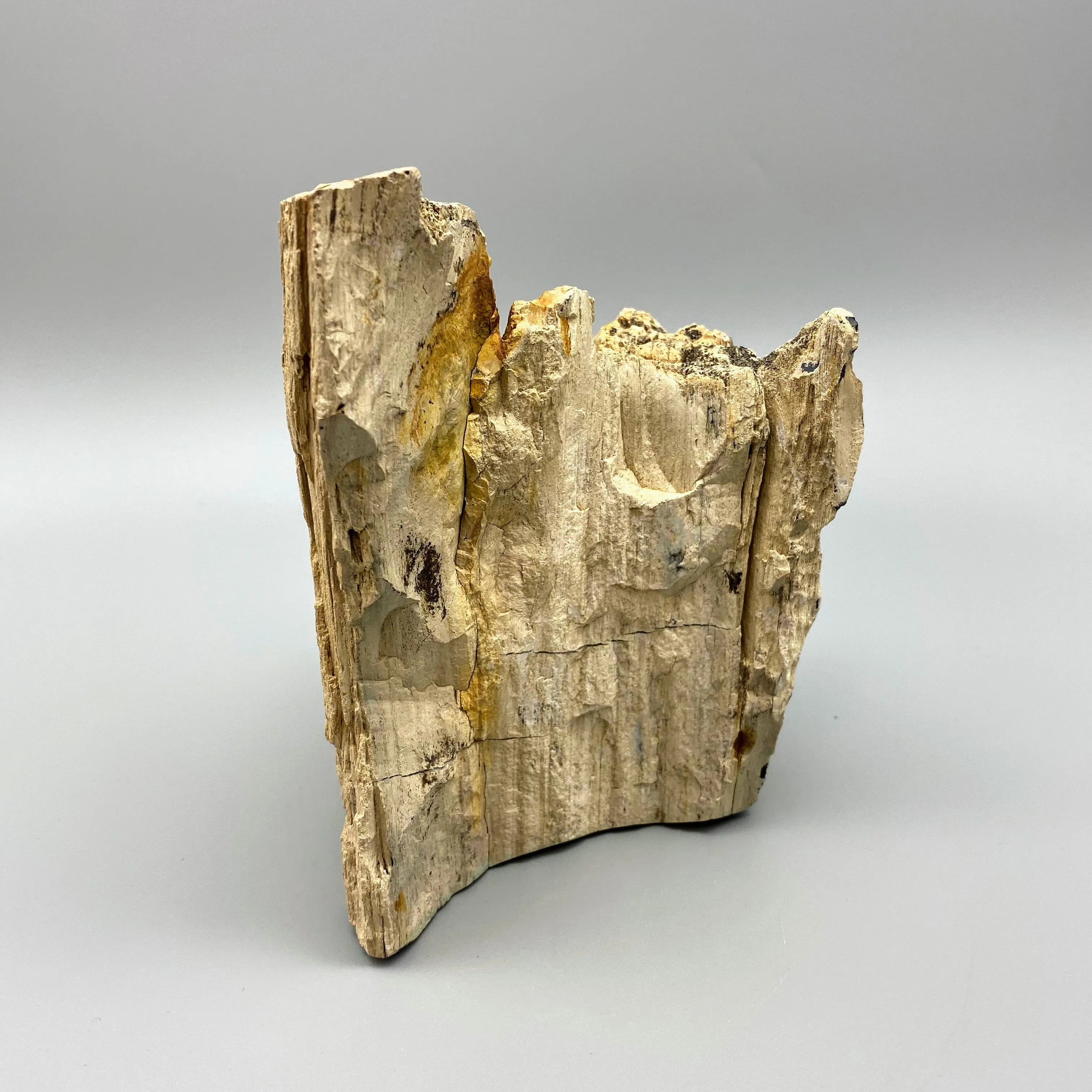 LARGE TWO FACED PETRIFIED BRANCH
