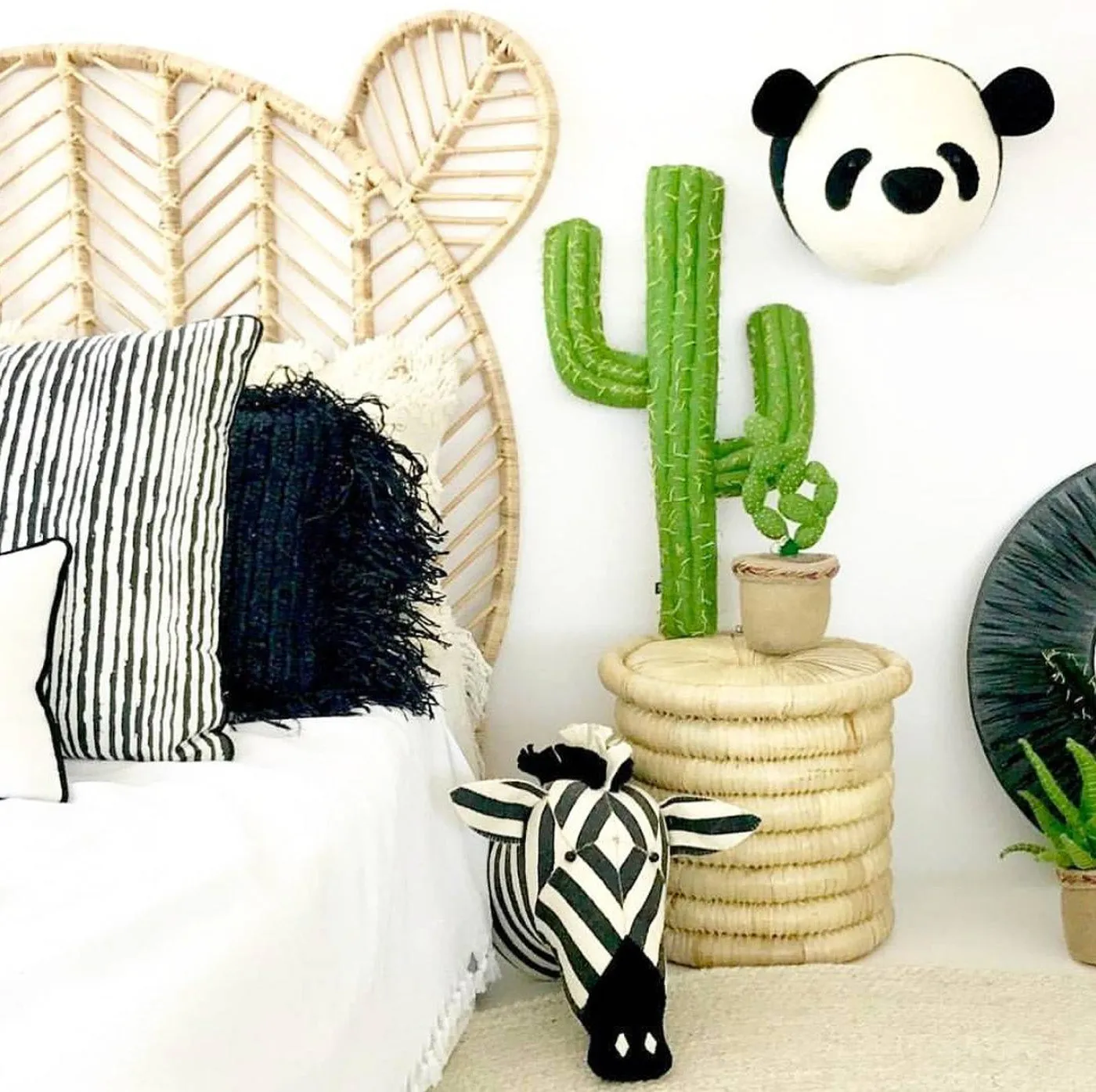 Linked Circle Cactus In Pot
