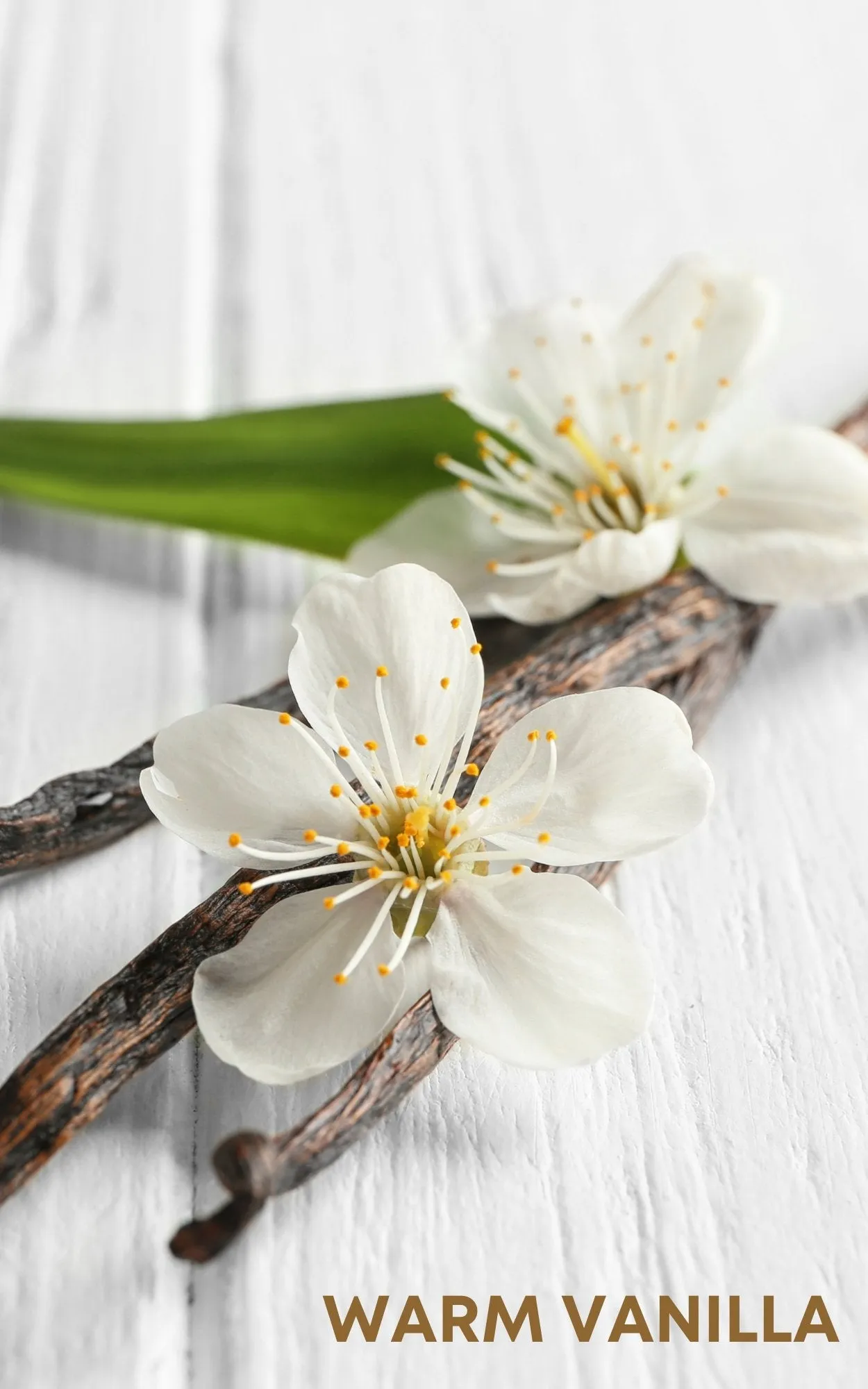 Pearl Perfume Oil Concentrate Sample by Sage