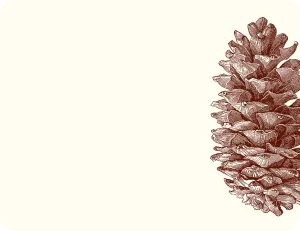 Pinecone A2 Notes