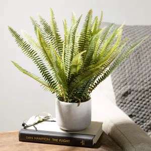 POTTED FERN