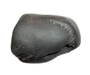 Shaligram - Hayagriva (Original from Gandak River)