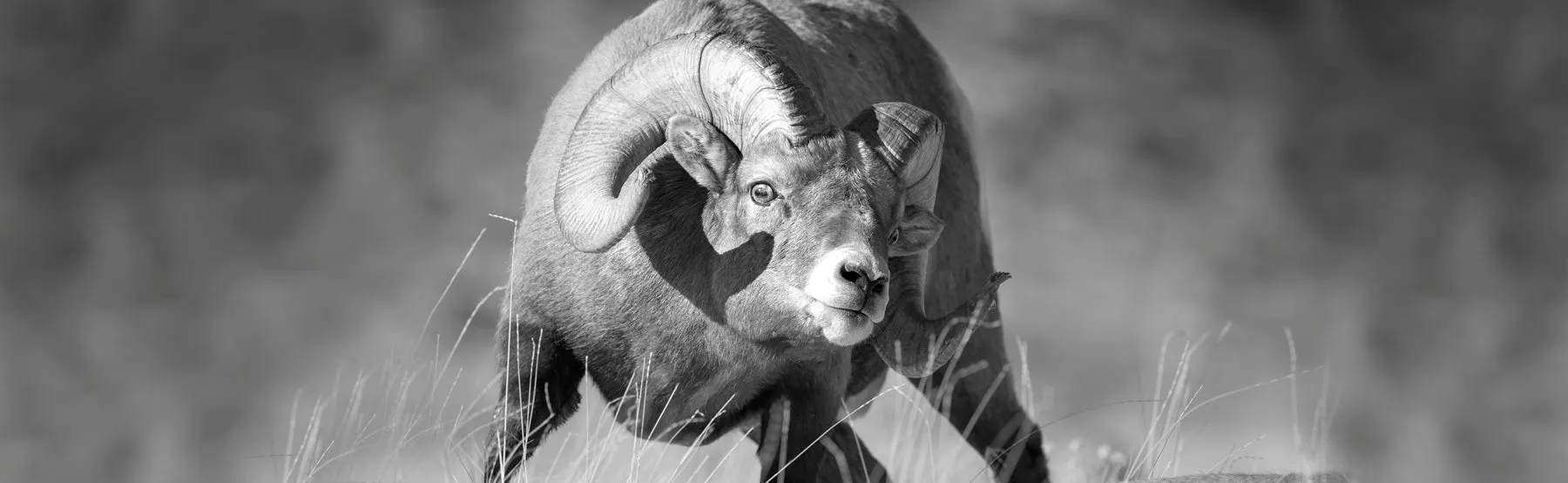 SHEEPWINDOWGRAPHIC