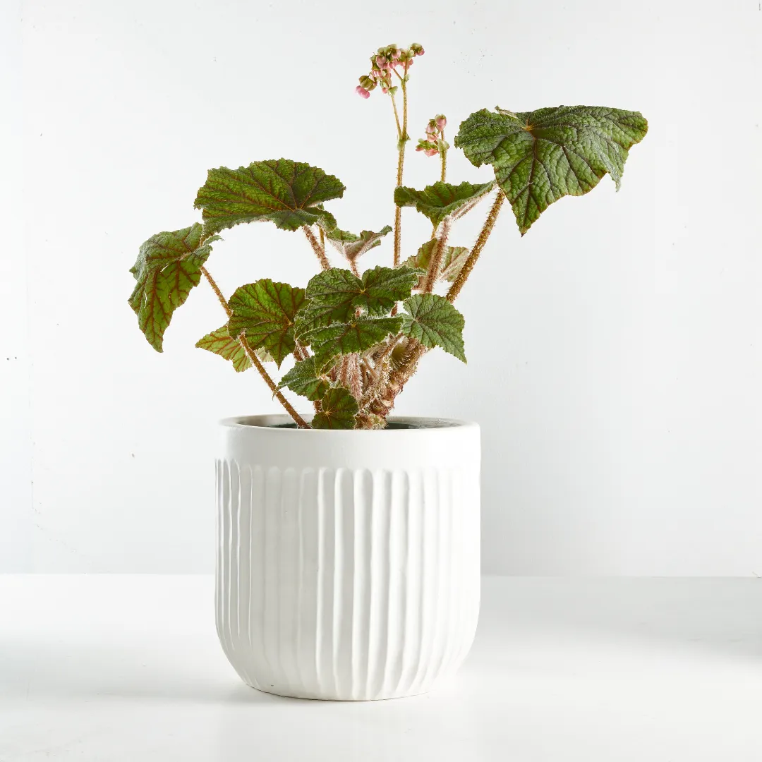 Urban Oasis Linea Pot White 250mm