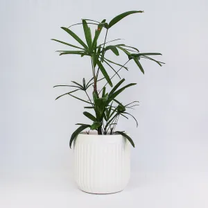 Urban Oasis Linea Pot White 250mm
