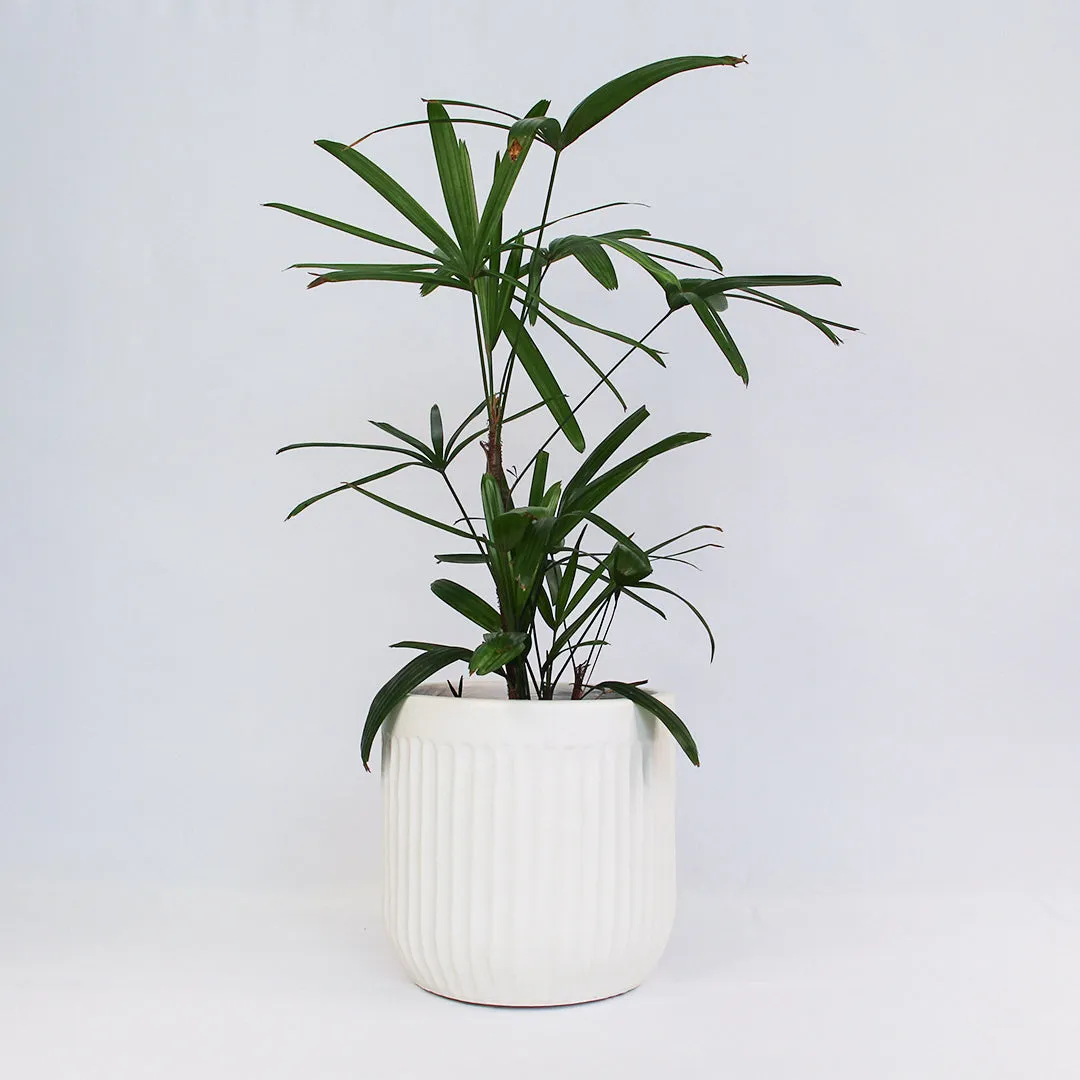 Urban Oasis Linea Pot White 250mm